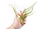 Large Tillandsia Bulbosa Belize Air Plants / 6-8 Inch Plants