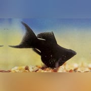 Black Balloon Molly