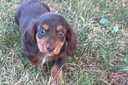 Tristan | Puppies For Sale at Pawrade