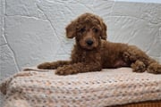 Nasir | Puppies For Sale at Pawrade