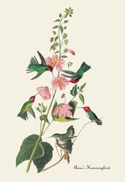 Annas Hummingbird by Buyenlarge