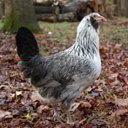 Baby Chicks: Green Queen Easter Egger