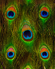 Peacock Feathers On Black by Davies And Starr