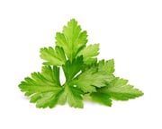 Cilantro (Coriander) Plant Pods