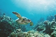 Turtle Canyon Snorkel Adventure