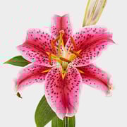 Lily Starfighter 3-5 Blooms
