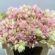 Protea Blushing Bride Pink