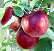 Cosmic Crisp® Apple