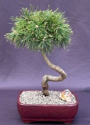 Twisty Mugo Pine Bonsai Tree(pinus mugo 'twisty')