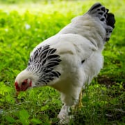 Baby Chicks: Light Brahma
