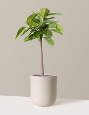 Large Ficus Altissima Tree