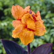 Canna Lily Bulbs - Wyoming