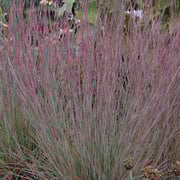 Jazz Little Bluestem Grass