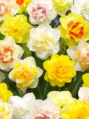 Daffodil Double Mix Landscaper Special