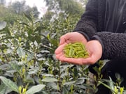 2024 Spring Green Tea Sampler