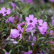 Phlox Purple Beauty