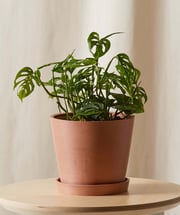 Monstera Adansonii