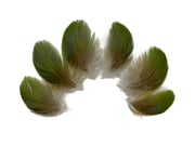 6 Pieces - Small Natural Green Amazon Parrot Body Plumage Feathers