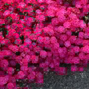 'Paint the Town Red' Dianthus