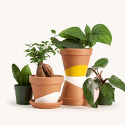 Rare Plant Subscription