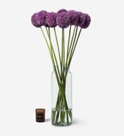 Twilight Star Allium