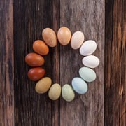 Hatching Eggs: Intense Egg Colors Assortment, Hen Haven Location