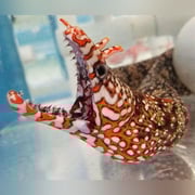 Japanese Dragon Eel