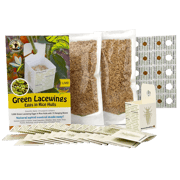 Green Lacewing Eggs Packed in Rice Hull - Aphid Control