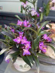 Dendrobium kingianum ‘Tunsteds Pink’ x K66 — Vintage Green Farms with Tom Piergrossi