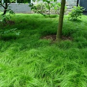 Carex Pensylvanica