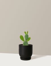 Bunny Cactus