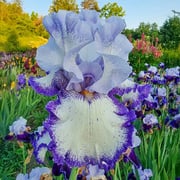 I Am Bearded Iris