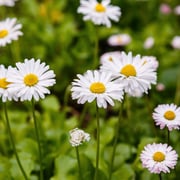 Oxeye Daisy