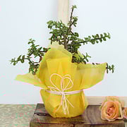 Buy/Send White Bow Jade Beauty Online- FNP
