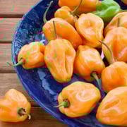 Habanero Hot Pepper (2 Pack)