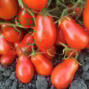 Martino's Roma Tomato