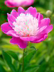 Peony Santa Fé