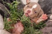 Jimmy | Puppies For Sale at Pawrade