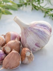 Garlic, Russian Red