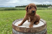 Lima | Puppies For Sale at Pawrade