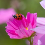 Beneficial Bug Wildflower Seed Mix