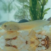 "Bullfrog Tadpoles"