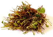 9Greenbox - Everbearing Strawberry 20 Bareroot Plants - TOP PRODUCER