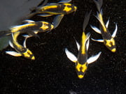 Mayan Butterfly Koi (Cyprinus rubrofuscus "Mayan") - Tank Bred