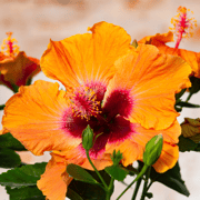 Hollywood Hibiscus™ Disco Diva™ Tropical Hibiscus