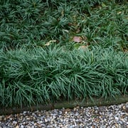 Mondo Grass