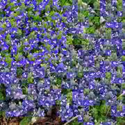 'Tidal Pool' Creeping Speedwell (Veronica)
