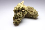 HVGC Indica THC-A flower