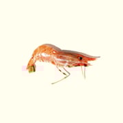 Wild-Caught Amaebi (Spot Prawn)