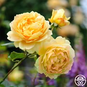 Golden Celebration®
